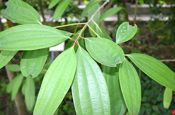 DHC 薬用エイジアホワイト エッセンス DHC公式 最短即時発送