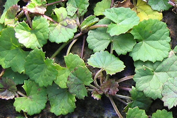 DHC 薬用エイジアホワイト エッセンス DHC公式 最短即時発送