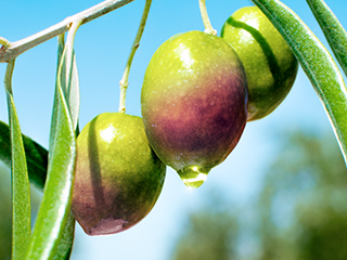 DHC レチノール 化粧品 美容液 【 DHC 公式 】DHCレチノAエッセンス（1