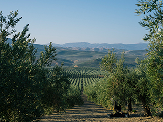 DHC レチノール 化粧品 美容液 【 DHC 公式 】DHCレチノAエッセンス（1