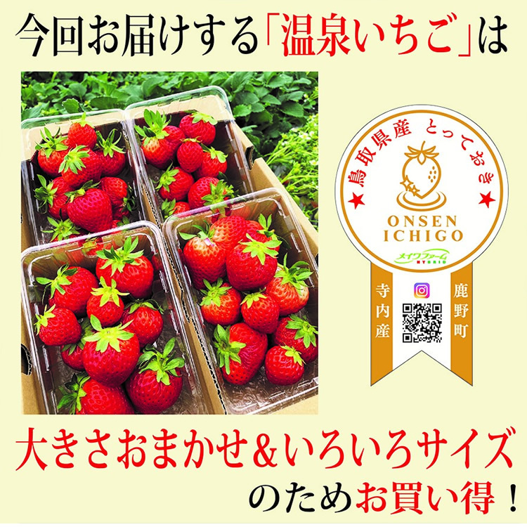 メーカー直送】鳥取県産とっておき「温泉イチゴ」 約250g×4パック 【温泉いちご】【大きさいろいろ】【代引不可】【同梱不可】-000008  :onsenichigo:ダイエットビューティ通販 - 通販 - Yahoo!ショッピング