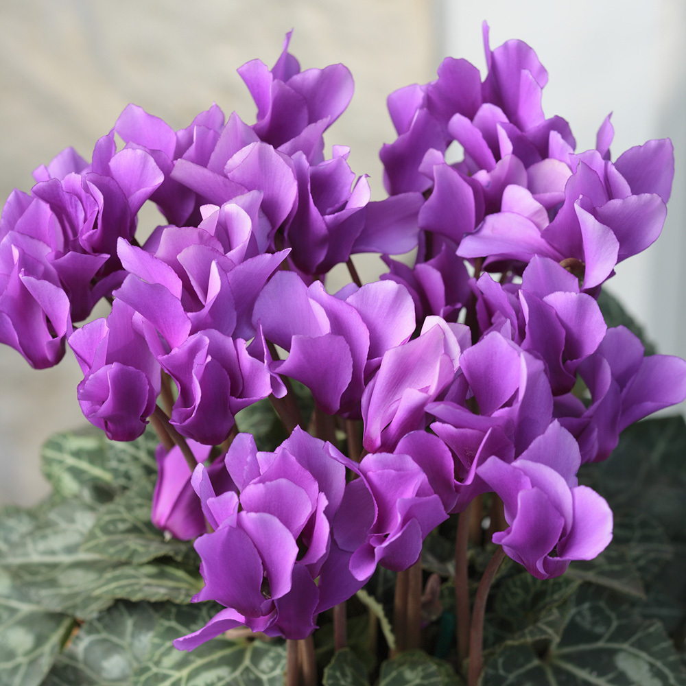 かなセレナ ガーデニング Fl53 ディノス Paypayモール店 通販 Paypayモール フラワー 花 鉢花 鉢植え