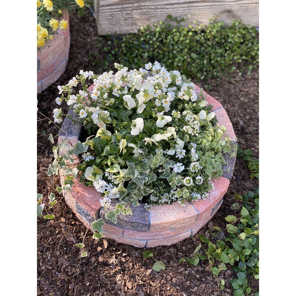 新作低価 ガーデニング レンガ風花壇 円形50cm1面分 G902 ディノス Paypayモール店 通販 Paypayモール フラワー ガーデニング用品 エクステリア プランター 鉢 フラワースタンド 通販最新作 Vanderschooten Com 新作低価 ガーデニング レンガ風花壇 円形50cm1面分 G902 ディノス Paypayモール店 通販 Paypayモール フラワー ガーデニング用品 エクステリア プランター 鉢 フラワースタンド 通販最新作 Vanderschooten Com