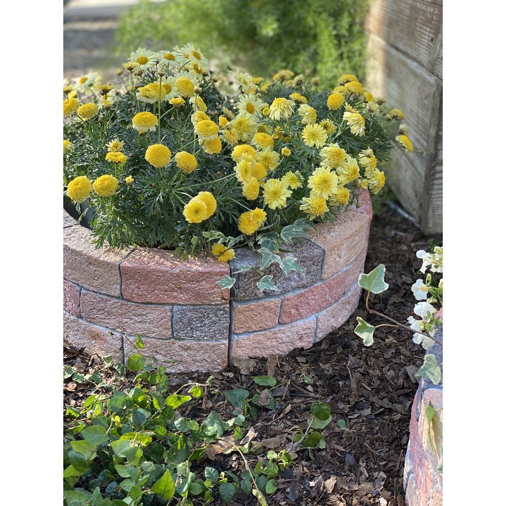 新作低価 ガーデニング レンガ風花壇 円形50cm1面分 G902 ディノス Paypayモール店 通販 Paypayモール フラワー ガーデニング用品 エクステリア プランター 鉢 フラワースタンド 通販最新作 Vanderschooten Com 新作低価 ガーデニング レンガ風花壇 円形50cm1面分 G902 ディノス Paypayモール店 通販 Paypayモール フラワー ガーデニング用品 エクステリア プランター 鉢 フラワースタンド 通販最新作 Vanderschooten Com
