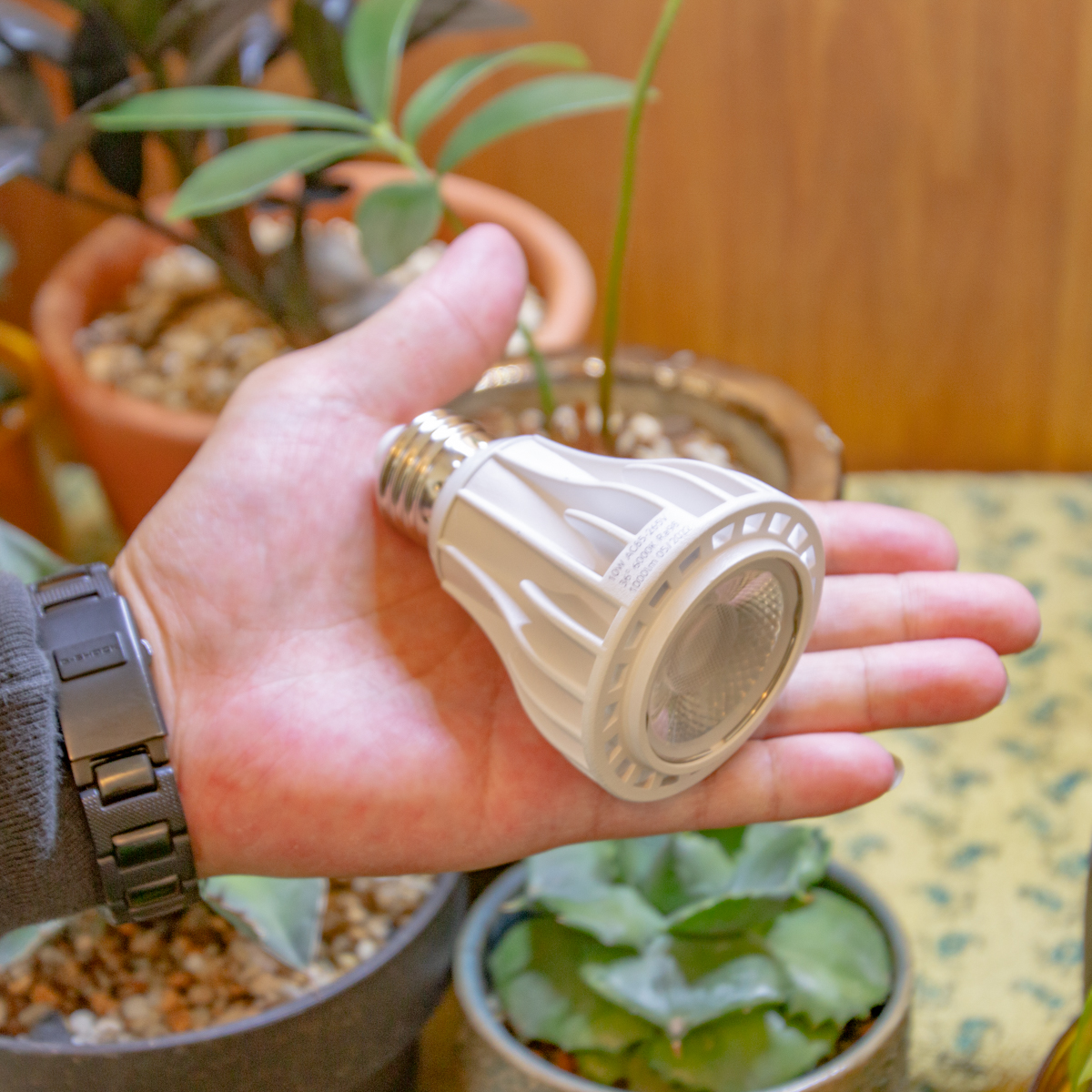 公式 CHISPA 観葉植物 育成用 LEDライト消費電力 10W 口金 E26 高演色 公式 CHISPA 観葉植物 育成用 LEDライト消費電力 10W 口金 E26 高演色