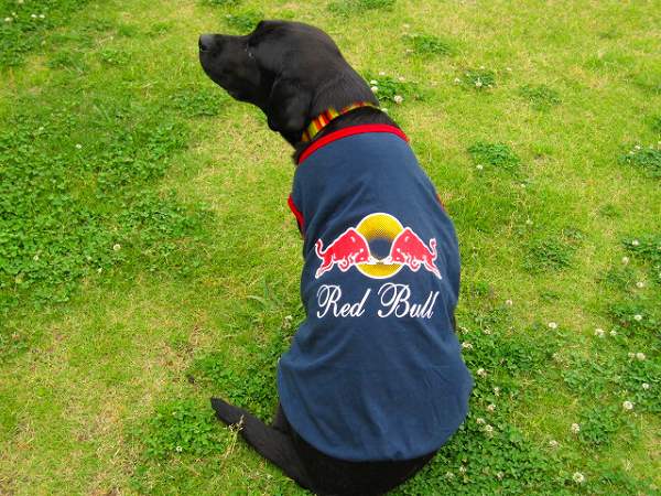 犬服 Red Bull（レッドブル） タンクトップ（超小型犬用）ドッグウェア 犬の服２点購入でメール便送料無料