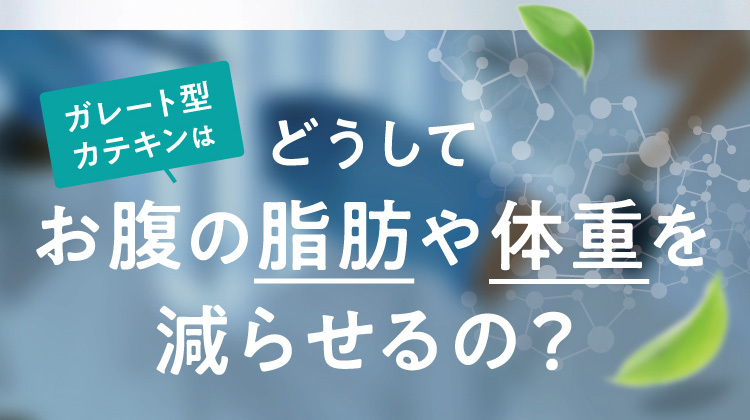 ガレート型カテキンはどうしてお腹の脂肪や体重を減らせるの？