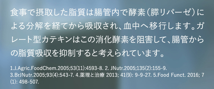 ガレート型カテキンは消化酵素を阻害して、腸管からの脂質吸収を抑制すると考えられています