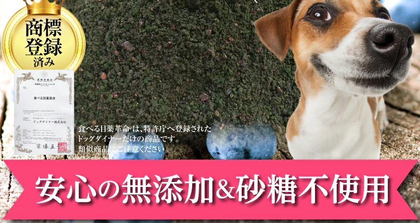 犬の白内障・目・視力に目薬革命 サプリメント