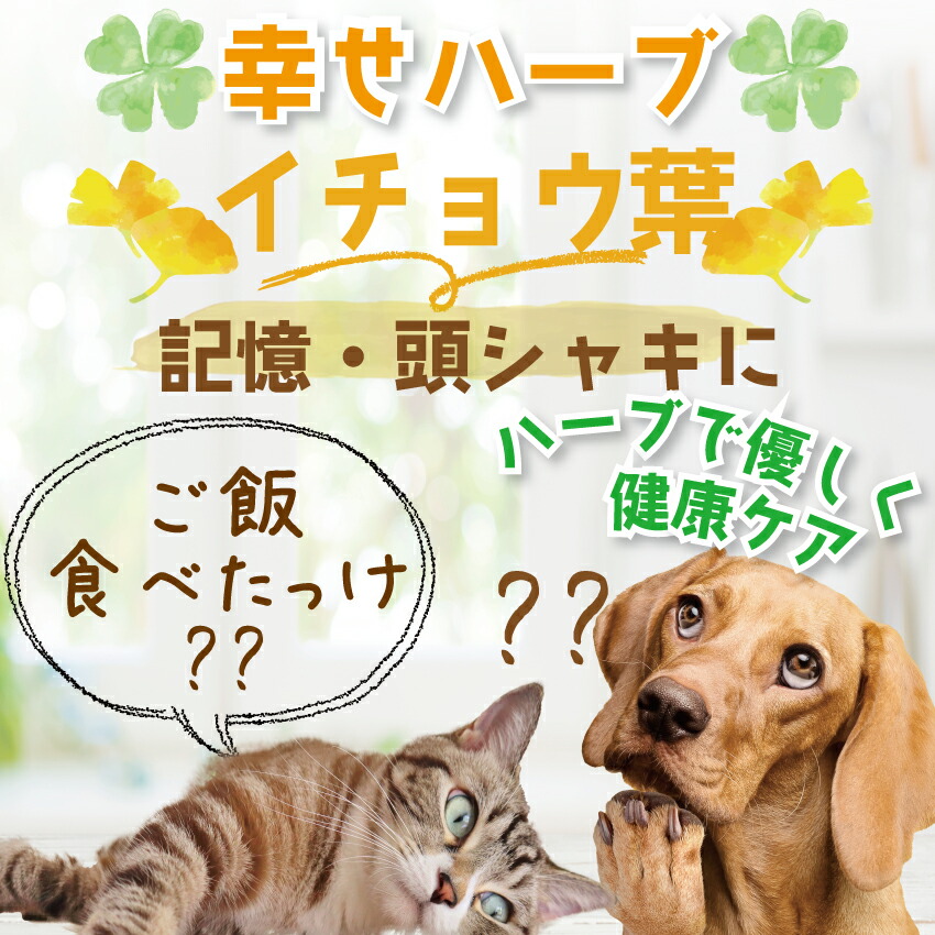 犬 猫 ペット用 脳 記憶の健康に 銀杏葉 イチョウ葉 サプリ 20g 無添加 国産 有機 銀杏の葉 サプリメント | ドッグダイナー | 01
