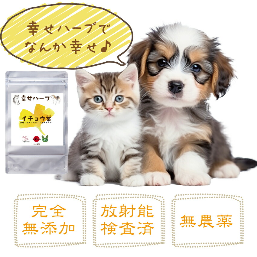 犬 猫 ペット用 脳 記憶の健康に 銀杏葉 イチョウ葉 サプリ 20g 無添加 国産 有機 銀杏の葉 サプリメント | ドッグダイナー | 07