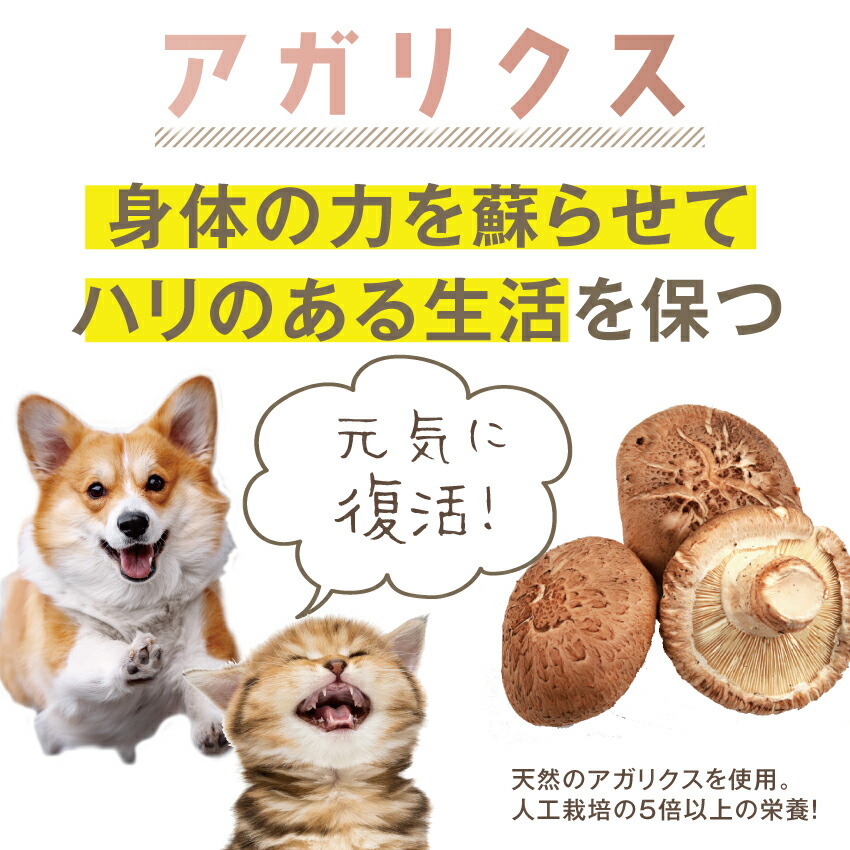 犬 猫用 サプリメント 高齢犬 老犬 老猫 シニア用 無添加 サプリ みらいのヒトサジ 50g 有機 原材料 アガリクス サメ軟骨 キトサン 老化 筋力 体力 内臓ケア | ドッグダイナー | 11