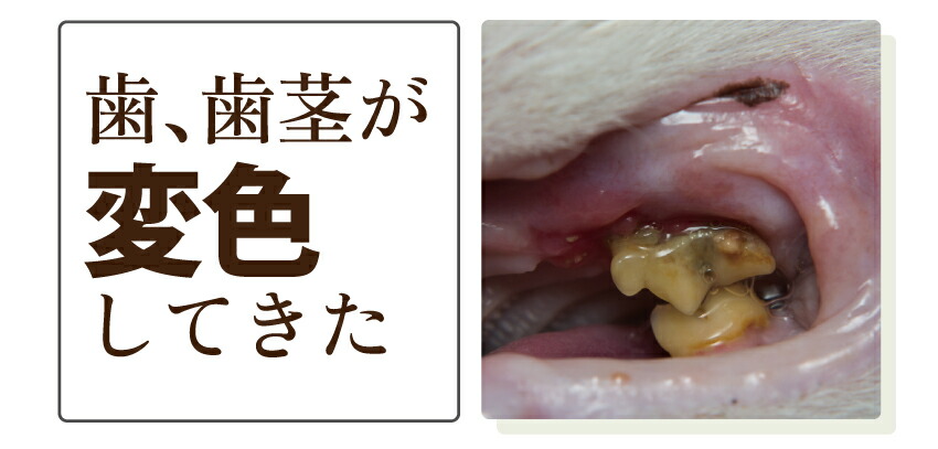 犬・猫・口臭のサプリ