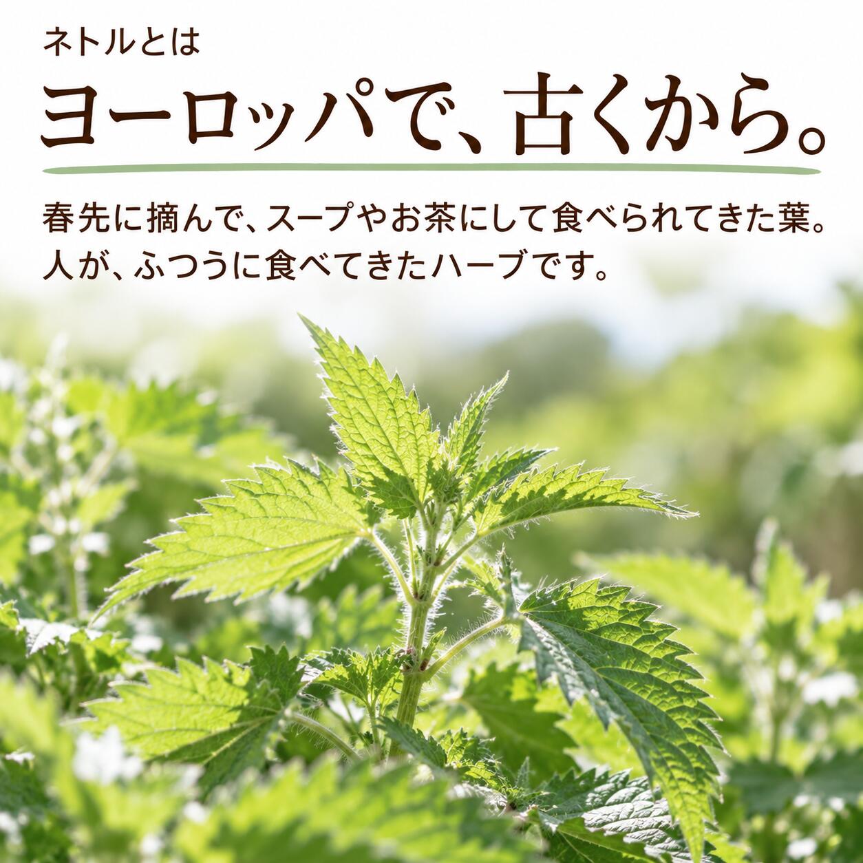犬猫用 皮膚炎 痒み 痒い アレルギー 天然のサプリ ハーブ ネトル 20g 国産 無添加 有機 ペット用 | ドッグダイナー | 05
