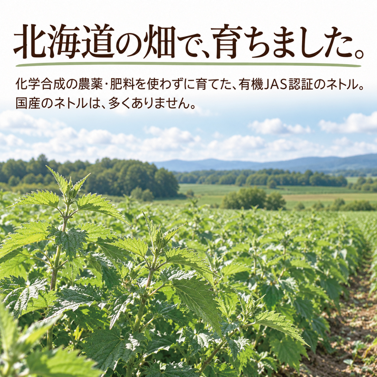 犬猫用 皮膚炎 痒み 痒い アレルギー 天然のサプリ ハーブ ネトル 20g 国産 無添加 有機 ペット用 | ドッグダイナー | 08