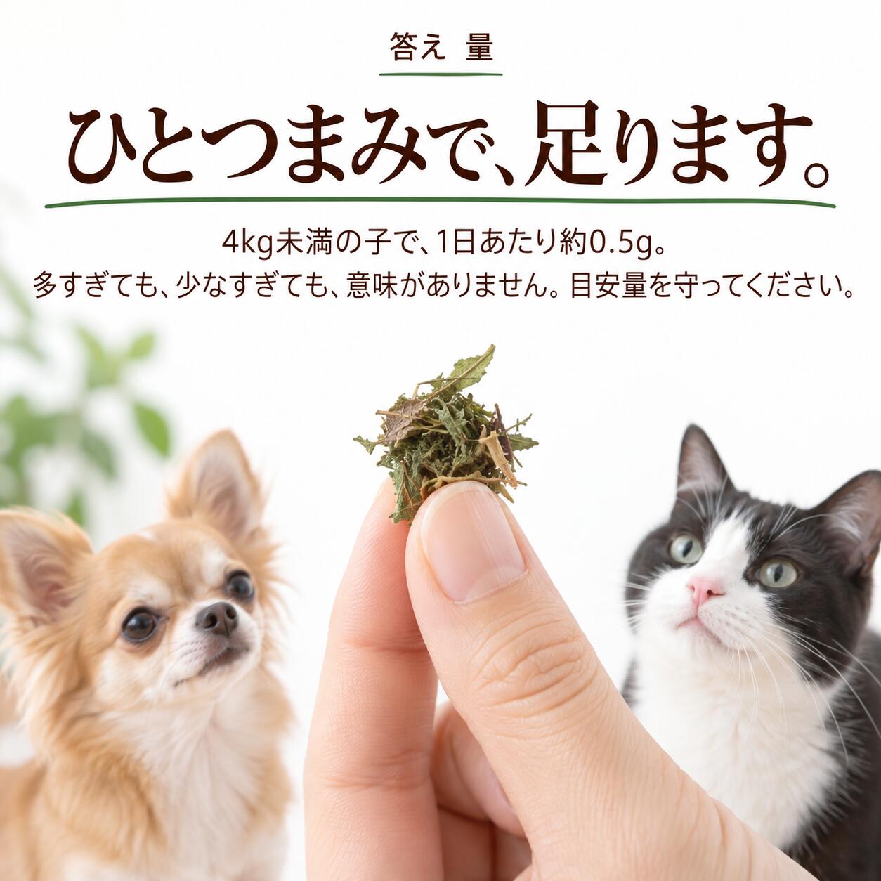 犬猫用 皮膚炎 痒み 痒い アレルギー 天然のサプリ ハーブ ネトル 20g 国産 無添加 有機 ペット用 | ドッグダイナー | 10