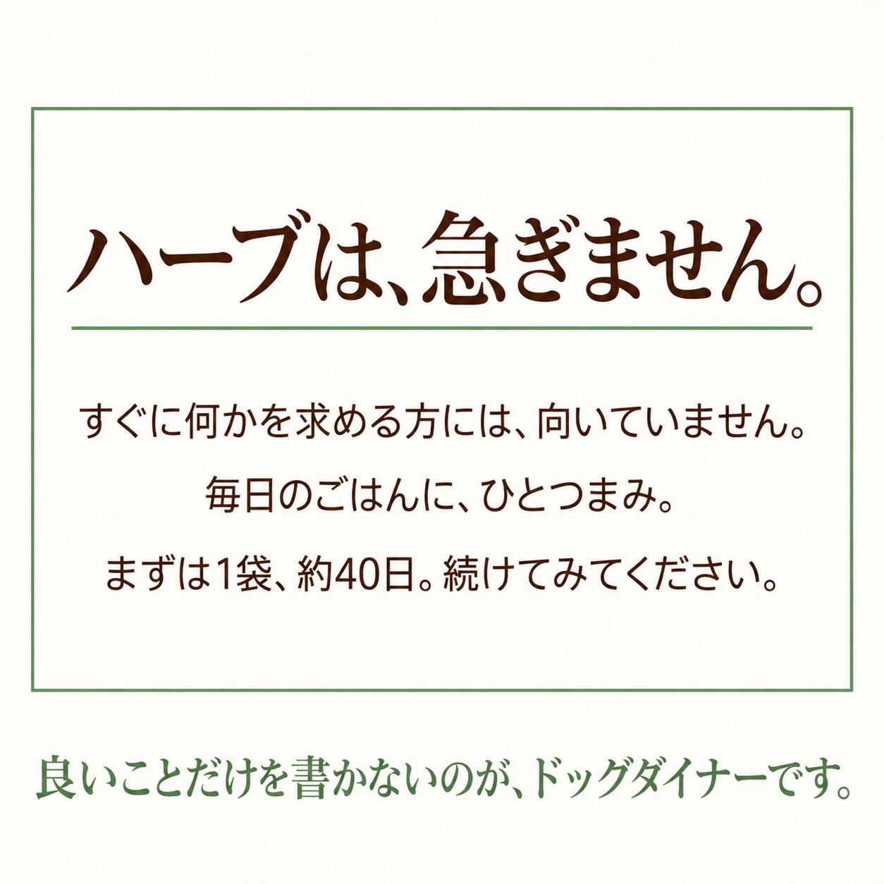 犬猫用 皮膚炎 痒み 痒い アレルギー 天然のサプリ ハーブ ネトル 20g 国産 無添加 有機 ペット用 | ドッグダイナー | 12