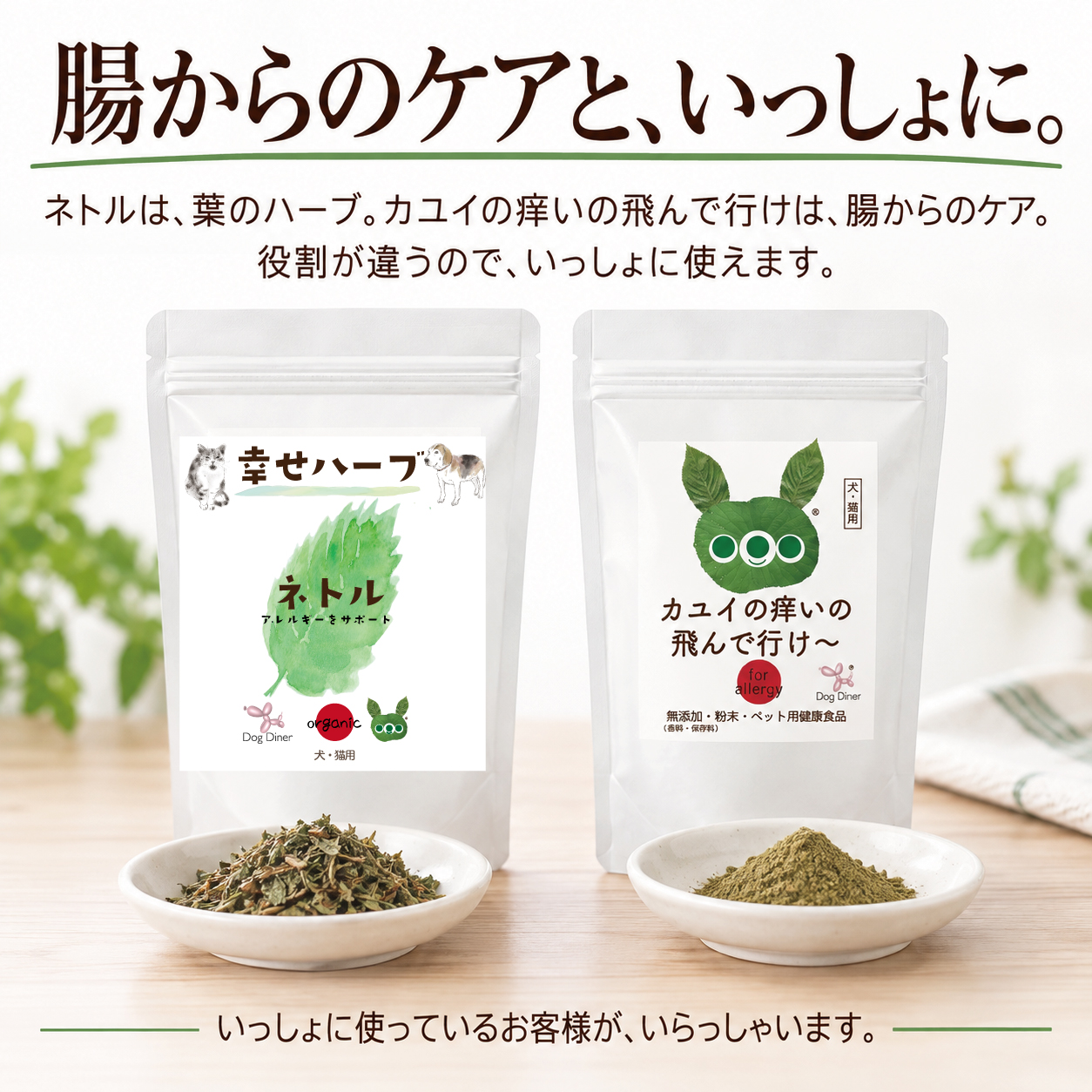 犬猫用 皮膚炎 痒み 痒い アレルギー 天然のサプリ ハーブ ネトル 20g 国産 無添加 有機 ペット用 | ドッグダイナー | 13