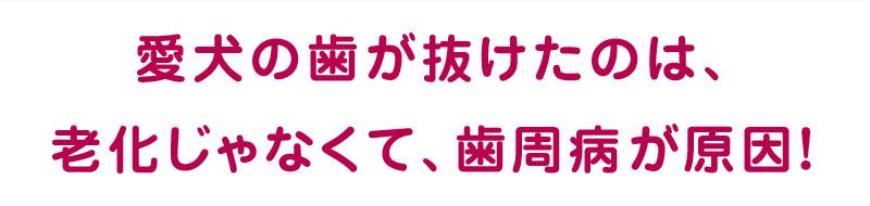 デンタルスマッシュ　トゥースペースト見出し