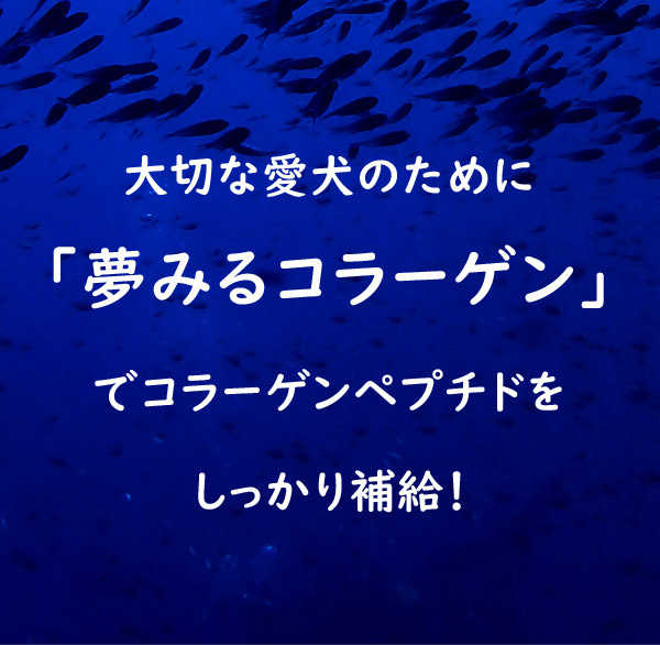 夢みるコラーゲン Dreaming Collagen 低分子コラーゲンペプチド 海魚由来のマリンコラーゲン 与えやすい粉末タイプ ビタミンC付き