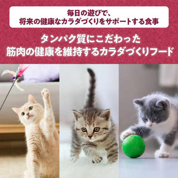 Physicalife フィジカライフ (Physicalife) 室内猫用 チキン入り