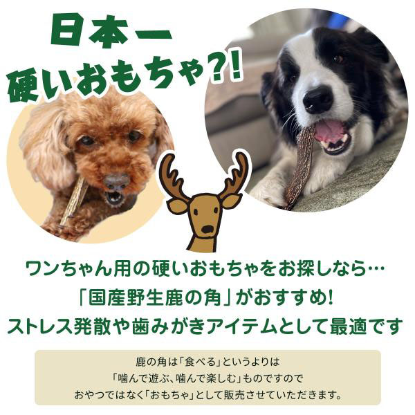 鹿の角 おもちゃ 約50cm 楽天市場】【お買い得2本セット】鹿の角 犬のおもちゃ 半割
