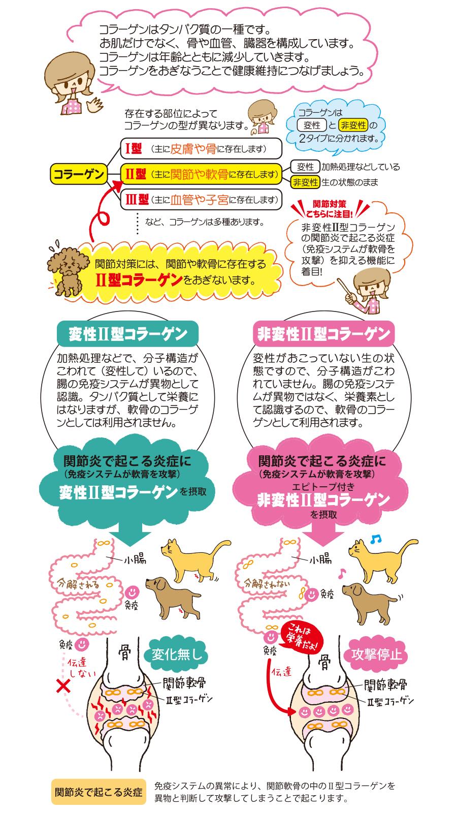 犬 猫 関節 サプリメント ジョイントファイン＋（プラス） 60粒 ピクノジェノール 追跡可能メール便のみ送料無料（同梱不可）ペット サプリ 皮膚 | ジョイントファイン | 10