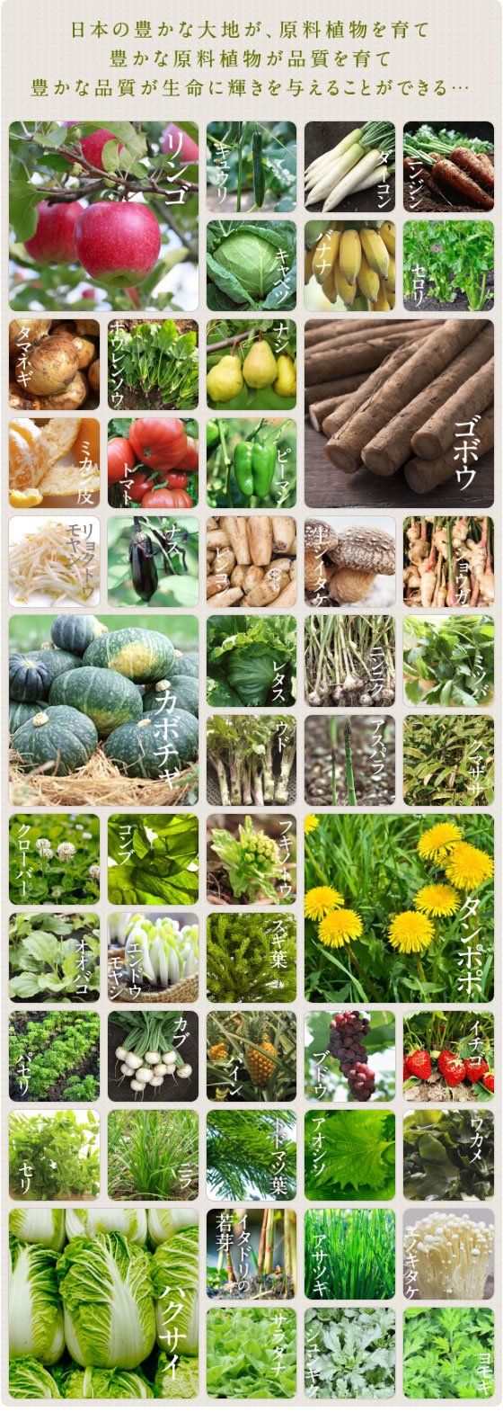 犬好生活ペット酵素 毎日活力