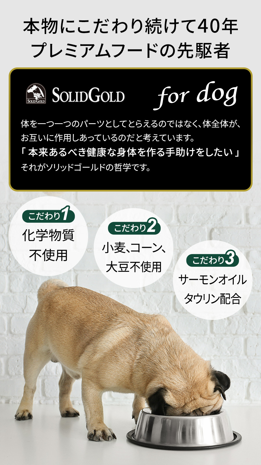 ソリッドゴールド (選べるプレゼント付き)ソリッドゴールド ホリ