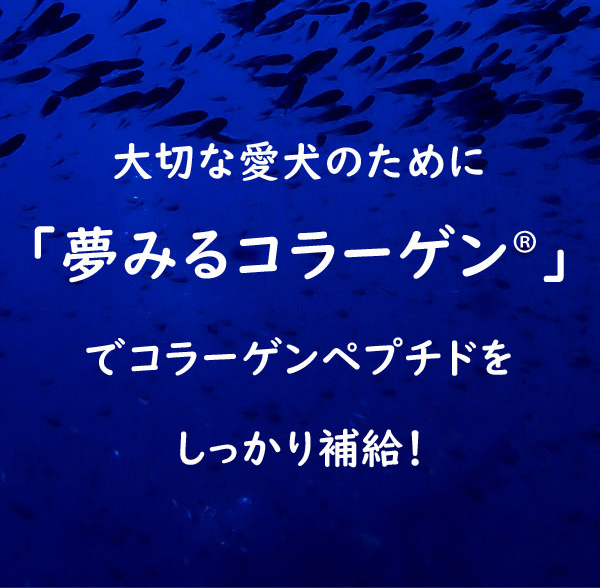 夢みるコラーゲン Dreaming Collagen 低分子コラーゲンペプチド 海魚由来のマリンコラーゲン 与えやすい粉末タイプ ビタミンC付き