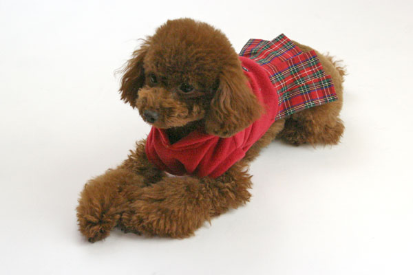 小型犬服型紙 パーカーワンピース : Dog Peace ヤフー店 - 通販