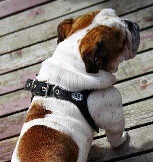 胴輪 ハーネス バディーベルト 4号 ペット 犬 レザー 本革 BUDDY BELT