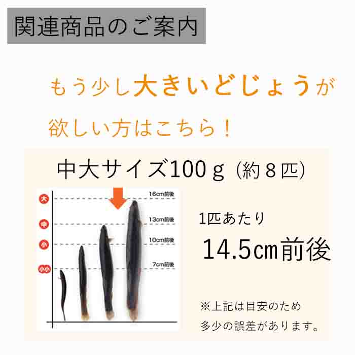 冷凍エサドジョウキビナゴテンヤ太刀魚どじょう9