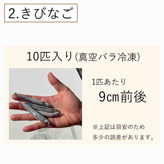 冷凍エサドジョウキビナゴテンヤ太刀魚どじょう6