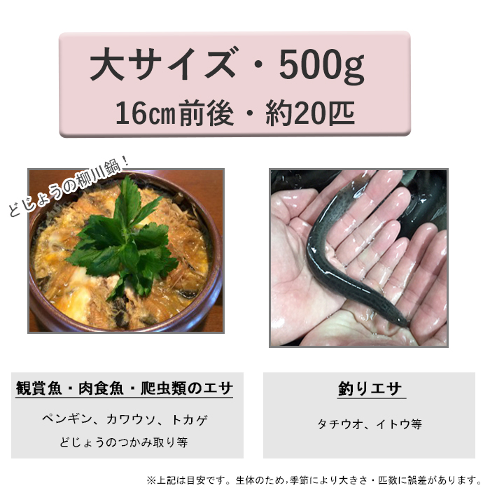 どじょう日本一】活 どじょう 500g 大【約16cm 約20匹】 食用 どじょう 