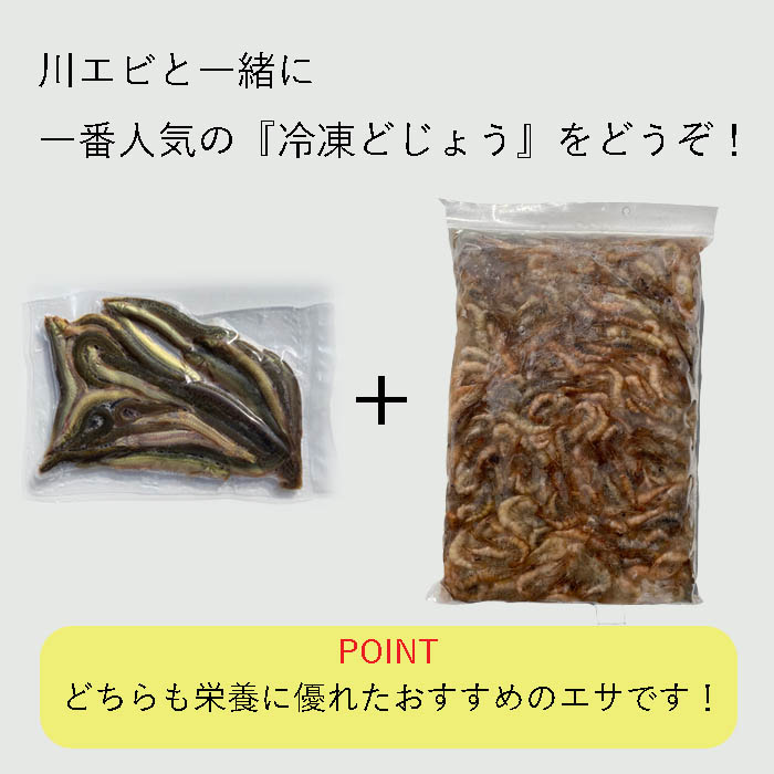 【レビューを書いてプレゼント！】冷凍 エサ用 川エビ 1kg(500g×2個) かわえび エサ 熱帯魚 古代魚 餌 冷凍エサ カワエビ｜dojou-ookawa｜05