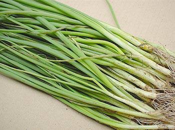 野菜・種/苗 玉葱苗 白 1束 約50本入 : 庄内米産直店 土門商店Yahoo!店