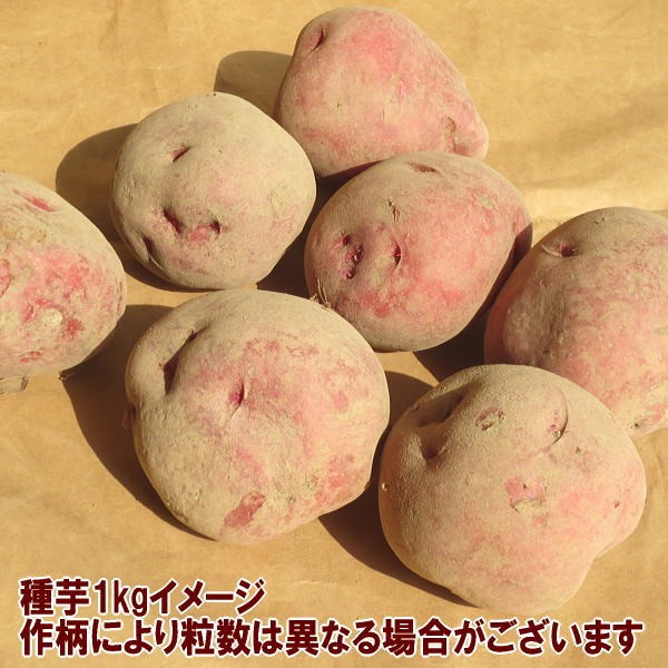 アンデス種芋1kgイメージ