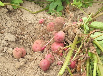 アンデス堀上イメージ