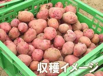 アンデス収穫イメージ"