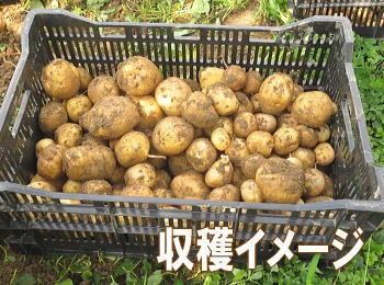 キタアカリ種芋収穫イメージ