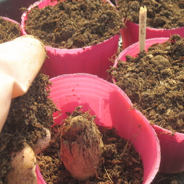 京いも種芋ポット植え込みイメージ