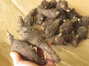 京いも種芋手もちイメージ