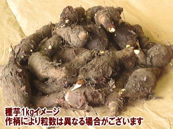 京いも苗イメージ