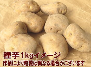 ワセシロ種芋1kgイメージ