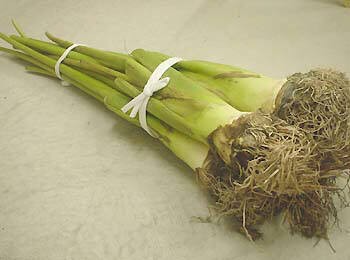 ズイキ収穫 親芋と茎