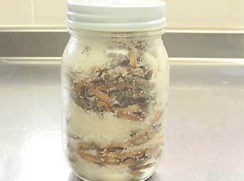 つくし塩漬け瓶詰めイメージ