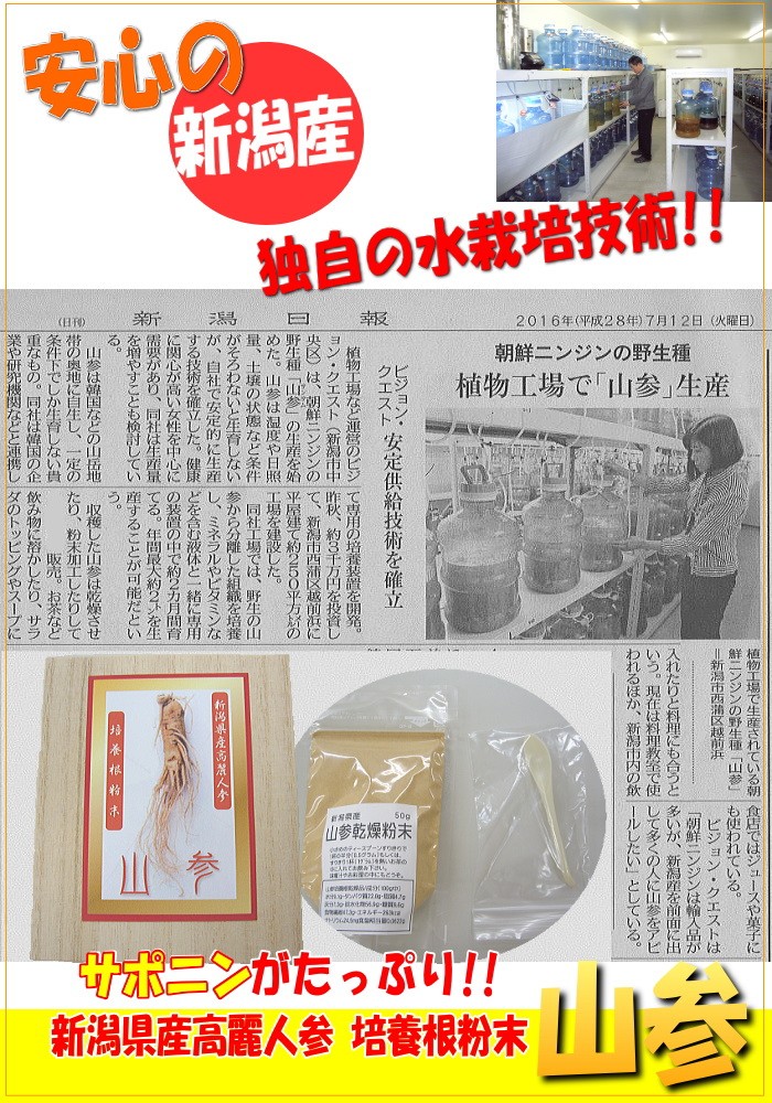 朝鮮人参 山参