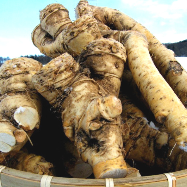 旨辛!北海道産 山ワサビ 5kg 旨辛‼️北海道山ワサビ太物5kg 旨辛!北海道産 山ワサビ 5kg 旨辛‼️北海道山ワサビ太物5kg