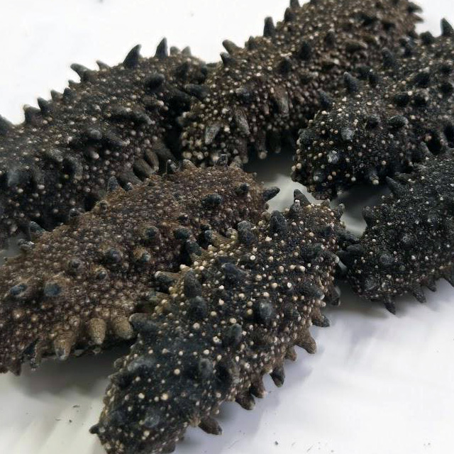 北海道産 天然乾燥ナマコ【AB級品】SSサイズ300g（約100-165個入）実り
